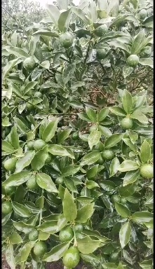 全州县脆皮金桔