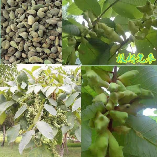 靖州县盐肤木  大量出售五倍子树苗