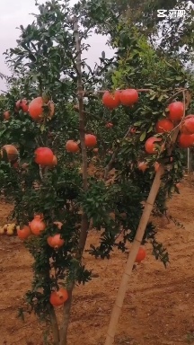 洛阳河南突尼斯软籽石榴种植基地