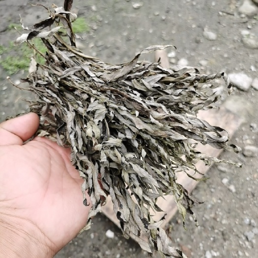 腾冲市艾草  艾蒿