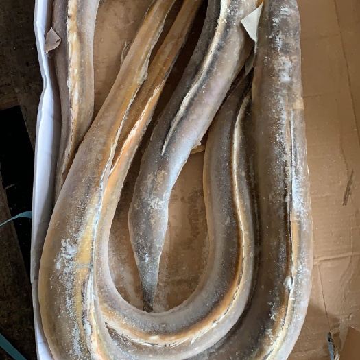 福州鳗鱼批发黄鳗批发海鲜水产批发