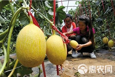 长香玉  贵妃蜜