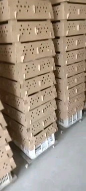 芦花鸡苗绿壳黑芦花金芦花鸡苗白芦花苗，小种黑芦花鸡出壳苗