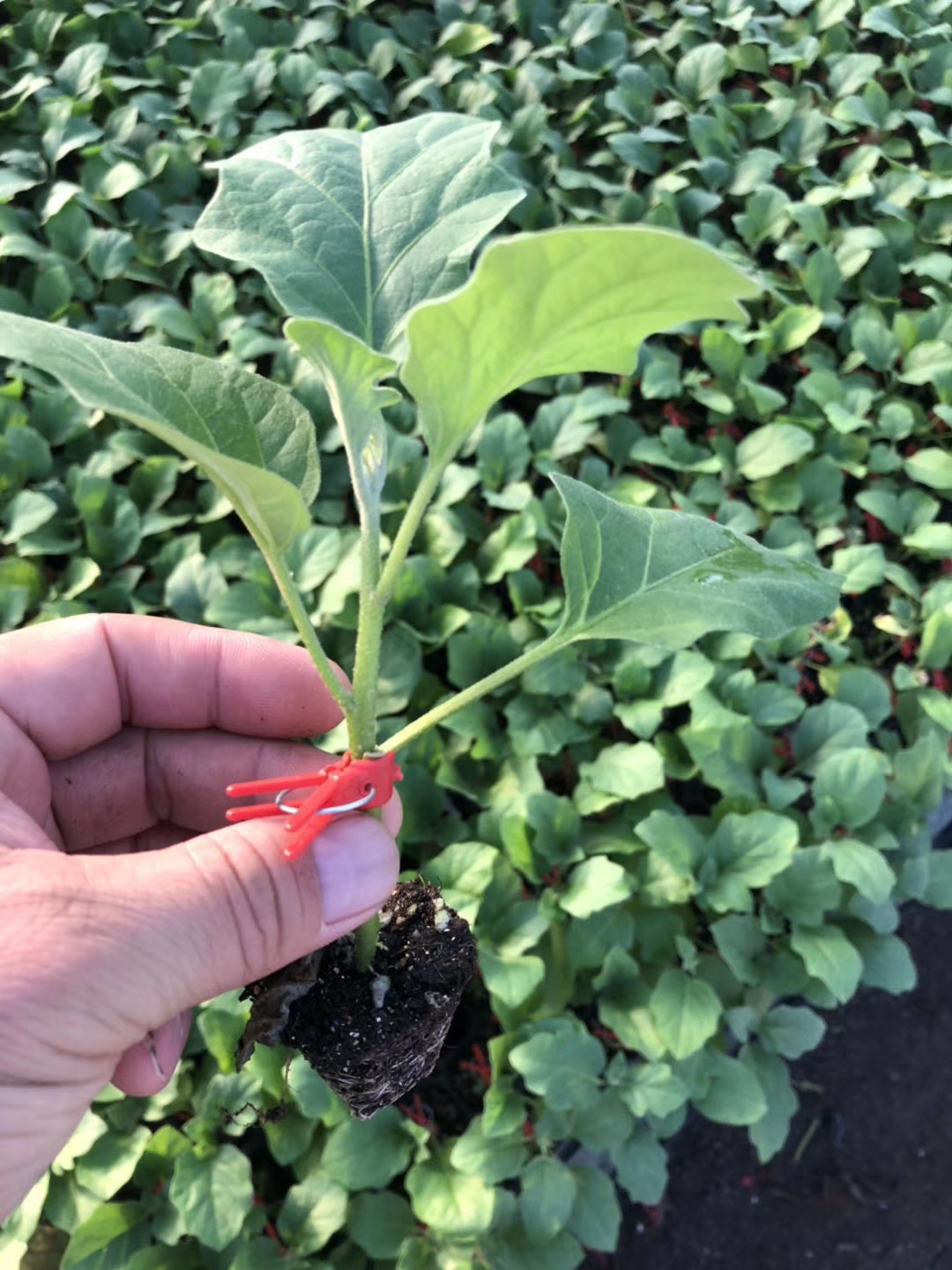 黑宝茄子苗 圆茄种苗 紫黑圆茄嫁接苗 自根圆茄苗