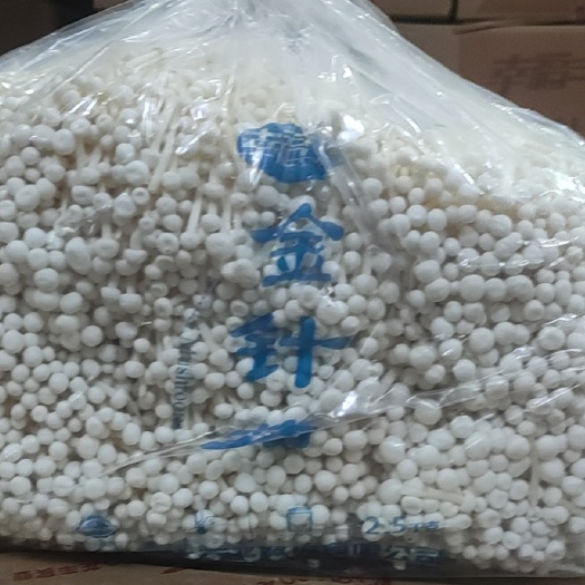 清丰县白金针菇 鲜金针菇 未开伞