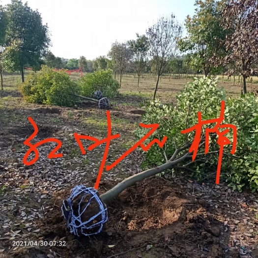红罗宾  红叶石楠
