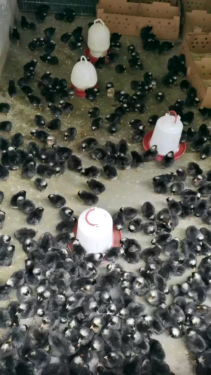 芦花鸡苗绿壳黑芦花金芦花鸡苗白芦花苗，小种黑芦花鸡出壳苗