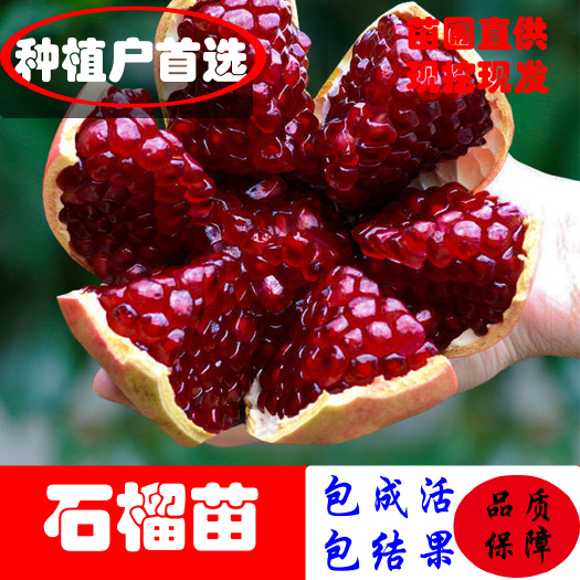 平邑县突尼斯软籽石榴树苗 突尼斯石榴 黑籽石榴 软籽石榴 无籽石榴苗南北适宜当年挂果