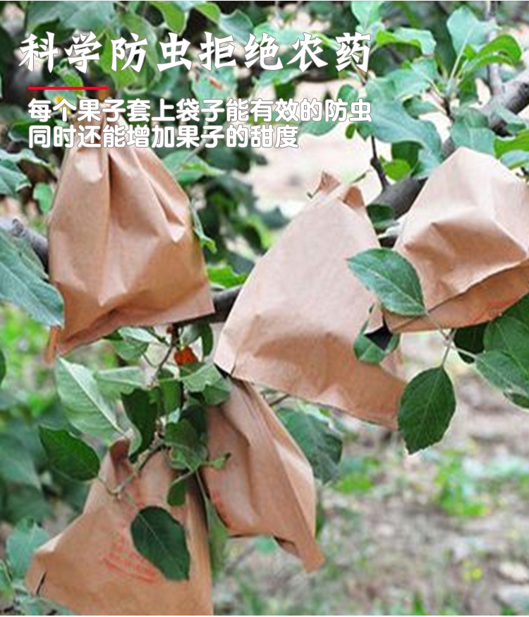 【甘肃天水花牛苹果】宝宝辅食可脆可面非红富士现摘现发