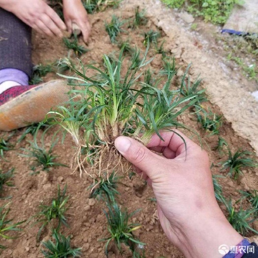 沭阳县 矮麦冬 玉龙草沿阶草生长及分生迅速快且较一般草皮耐践踏