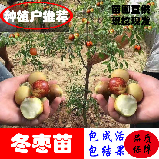 平邑县 沾化冬枣树苗嫁接苗自家苗圃品种纯度高南北方均可种植成活率高