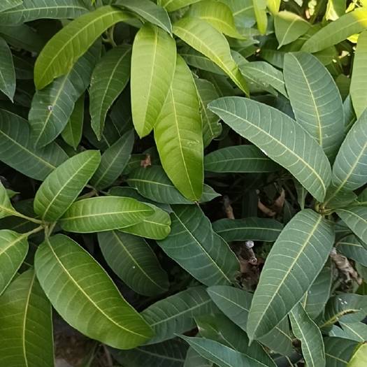 田东县芒果苗 
