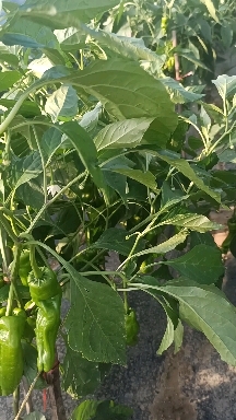 沭阳县薄皮椒  江苏薄皮青椒