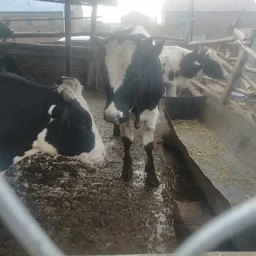 齐齐哈尔肉牛