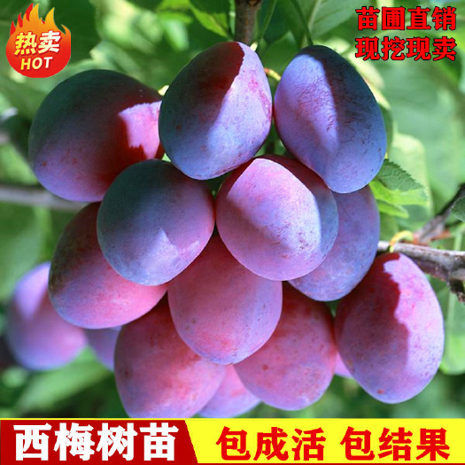 平邑县蜂糖李树苗  嫁接李子苗蜂糖李黄金奈李西梅皇后李子苗南北适宜盆栽当年挂果苗