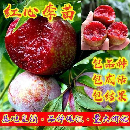 蜂糖李树苗  嫁接李子苗蜂糖李黄金奈李西梅皇后李子苗南北适宜盆栽当年挂果苗