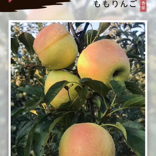 青岛苹果树苗  水蜜桃苹果苗，又名，明月苹果苗