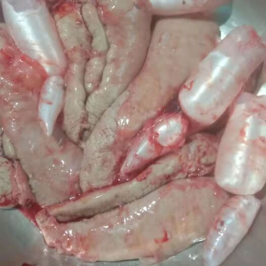 潜江市鲤鱼籽 新鲜鱼籽，鱼白，鱼泡