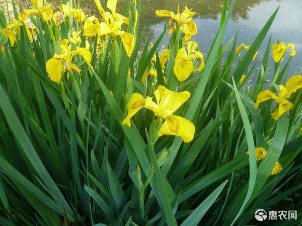 沭阳县 黄菖蒲苗黄花鸢尾水生净水植物湿地池塘陆地都可种植
