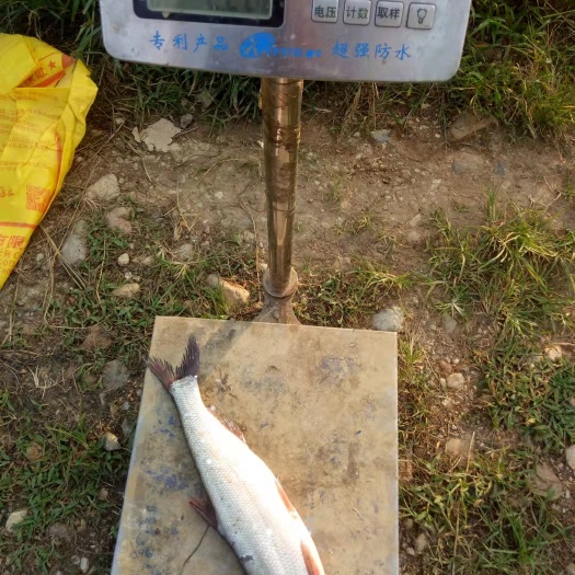 枣阳市翘嘴鲌鱼 刁子鱼 白鱼 翘壳鱼
