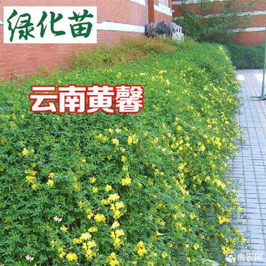 沭阳县 云南黄素馨 迎春花苗 云南黄馨