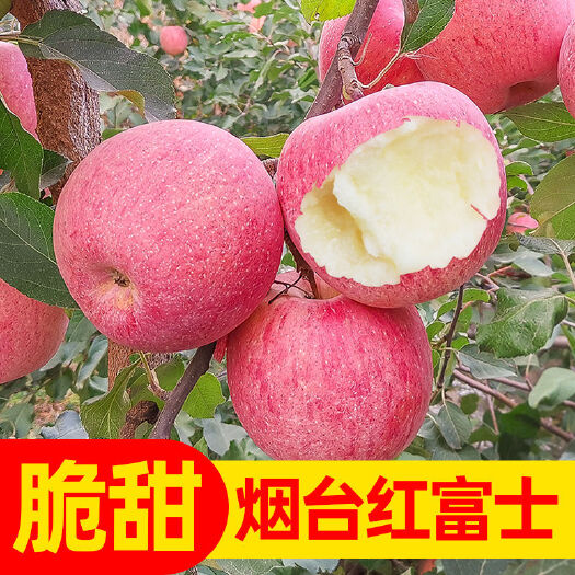 栖霞市红富士苹果  冰糖心红富士一件代发苹果水果新鲜包邮整箱丑