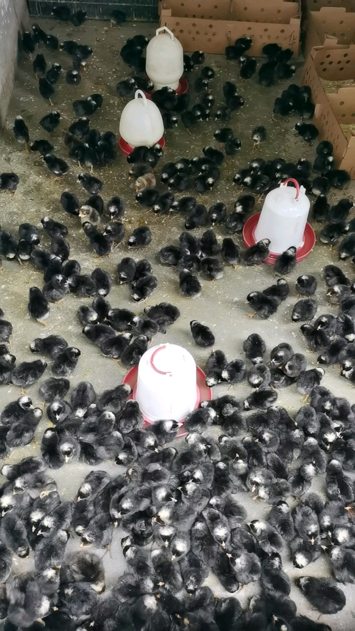芦花鸡苗绿壳黑芦花金芦花鸡苗白芦花苗，小种黑芦花鸡出壳苗