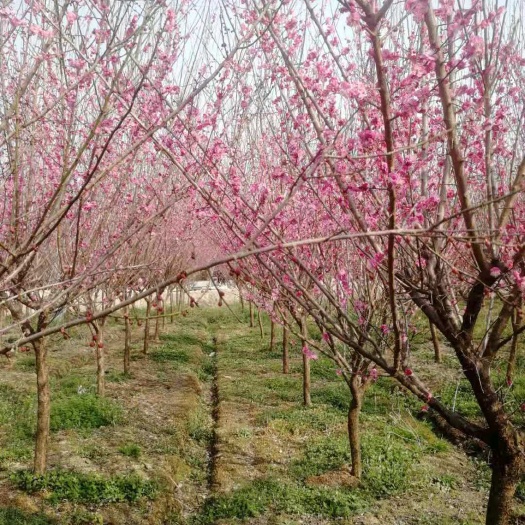 南京红梅，精品红梅，正宗骨里红红梅，300亩基地，规格齐全量大