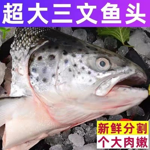 连云港三文鱼头新鲜超大冰鲜三文鱼排鱼头骨鱼边角料烧烤炖汤冷冻鱼头