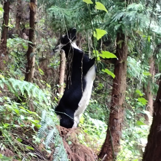 峨边县 生态山羊