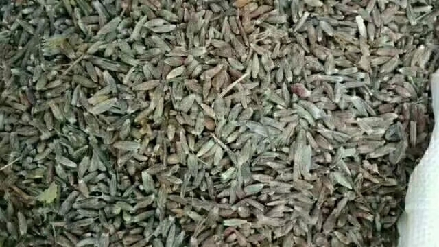 山阳县 苍术种子种块