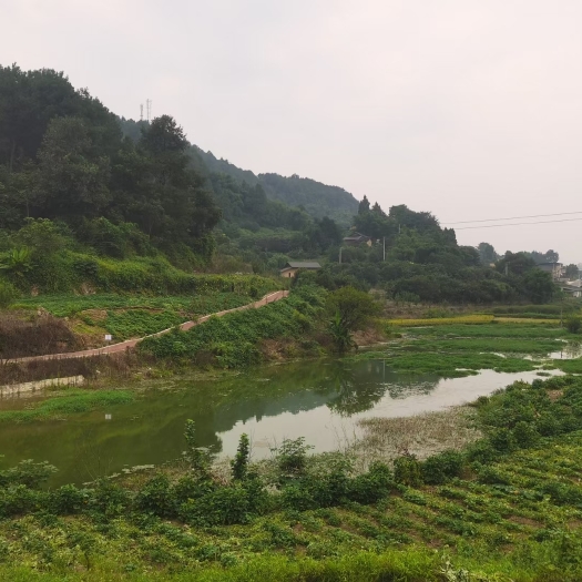长沙重庆巴南丰盛68亩果园