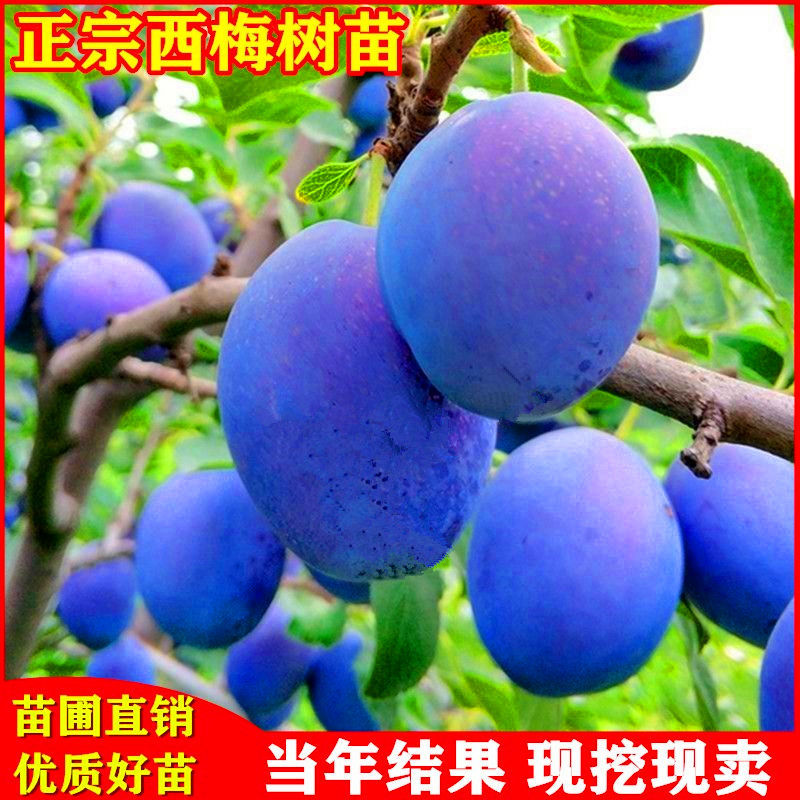 蜂糖李树苗  嫁接李子苗蜂糖李黄金奈李西梅皇后李子苗南北适宜盆栽当年挂果苗