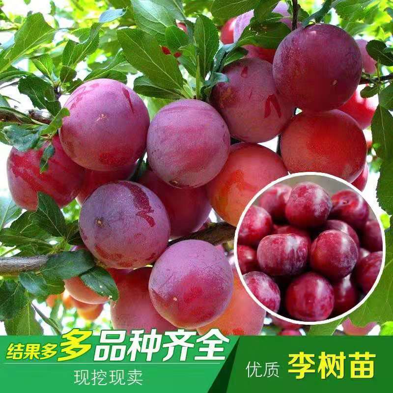 蜂糖李树苗  嫁接李子苗蜂糖李黄金奈李西梅皇后李子苗南北适宜盆栽当年挂果苗