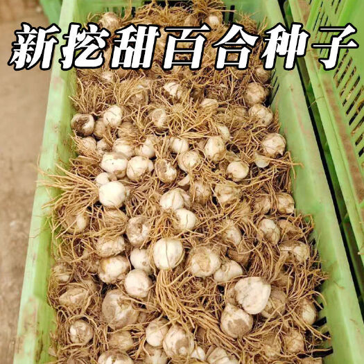 兰州百合种球  兰州新挖食用药用水果当季甜百合种植种子籽球苗带根