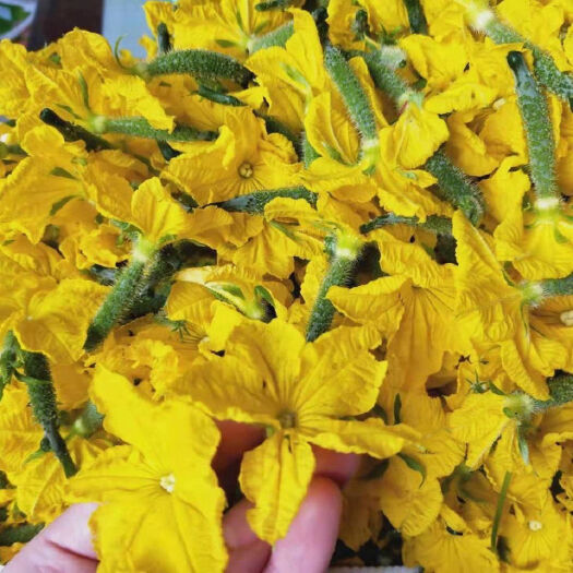 寿光市小黄瓜花每日清晨现摘现发