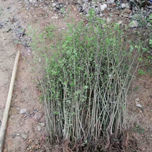 临泉县 小叶榆树苗