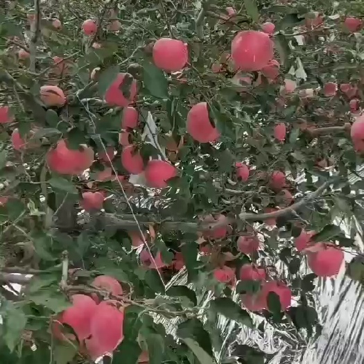绥中县 绥中寒富苹果