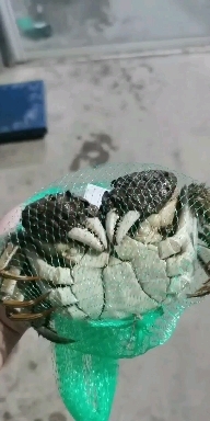 南京固城湖精品大闸蟹