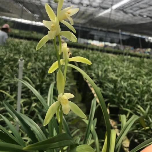 广州 兰花四季兰建兰仁化白浓香型室内绿植名贵