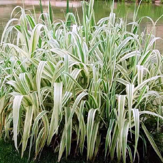 沭阳县 花叶芦竹水生植物 水 陆地都可种植
