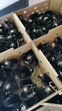 芦花鸡苗绿壳黑芦花金芦花鸡苗白芦花苗，小种黑芦花鸡出壳苗