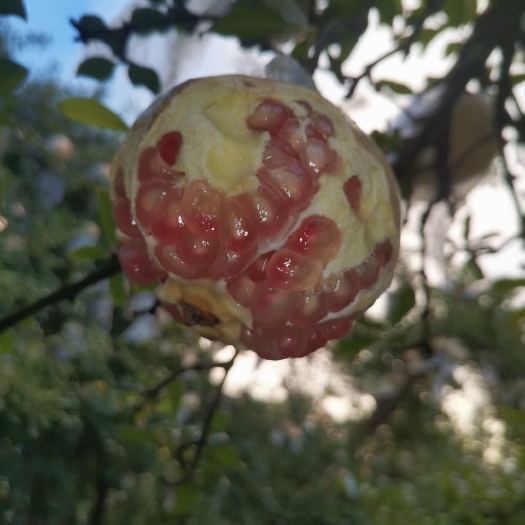 开远市石榴 果饱满，颗粒大，口感甜，