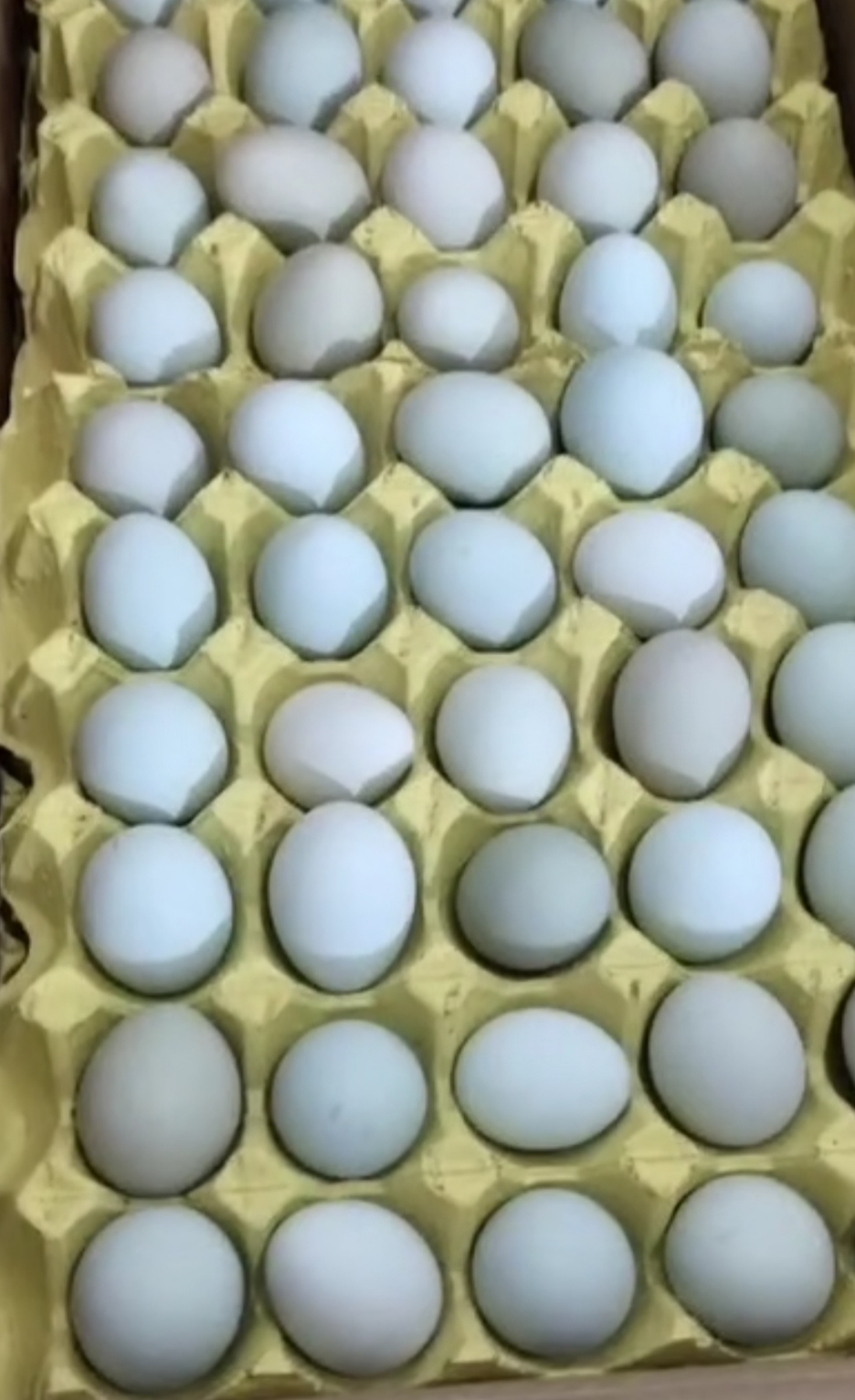 武汉绿壳蛋  绿壳鸡蛋，按照客户要求重量大小装车，绿壳鸡蛋，按照