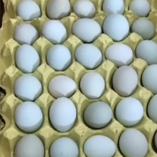 绿壳蛋  绿壳鸡蛋，按照客户要求重量大小装车，绿壳鸡蛋，按照