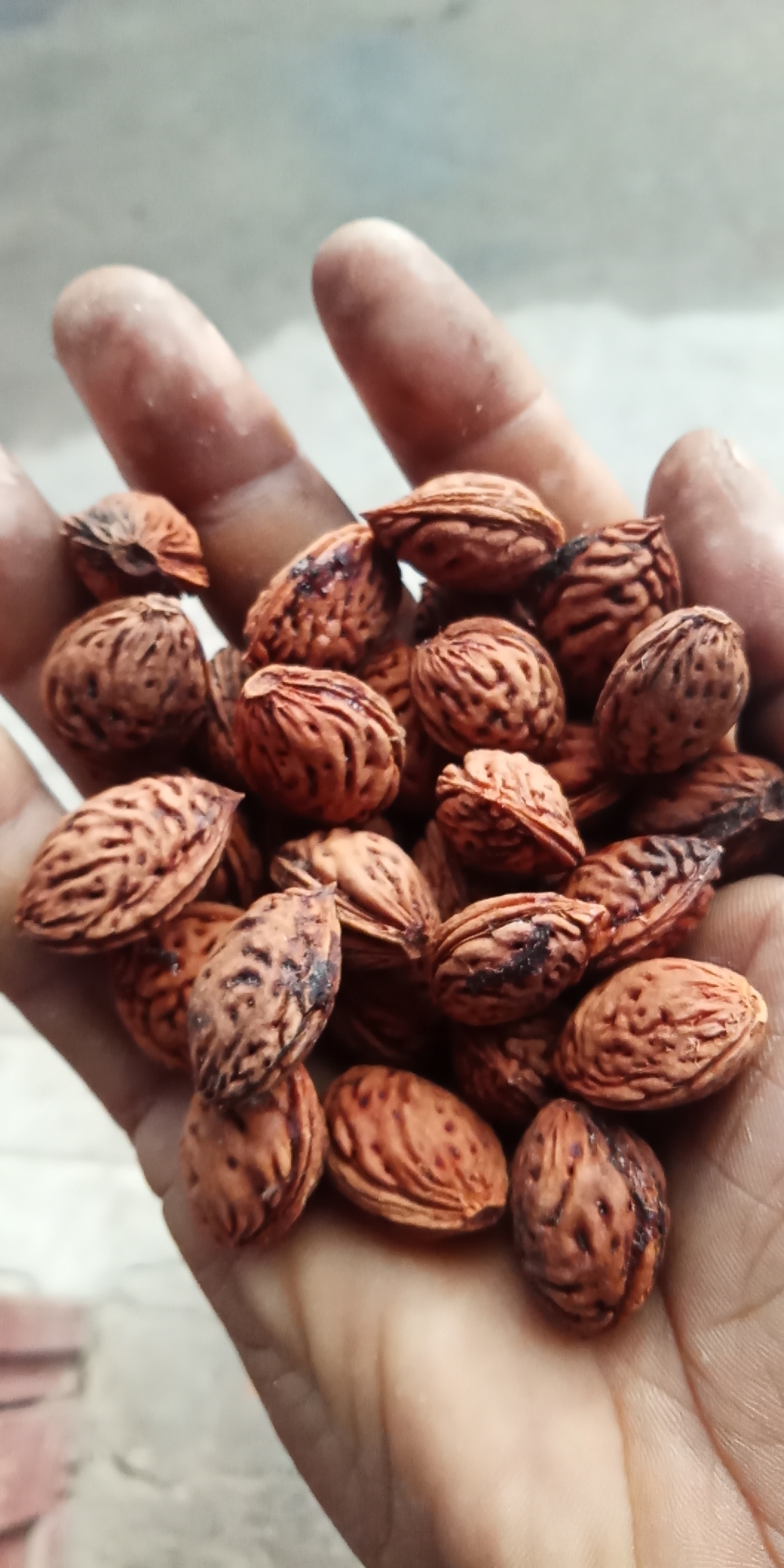 桃树种子  毛桃种子，毛桃核