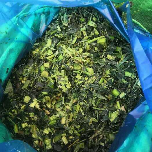 玉米青贮 大量出售玉米杆青贮，甘蔗尾青贮
