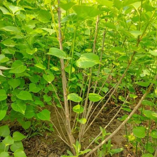 安阳 丛生紫丁香量大，树型优美，冠幅饱满，