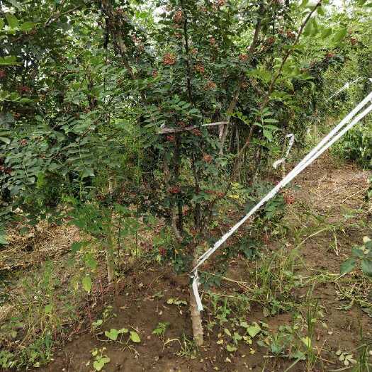 安阳大红袍花椒苗 花椒树