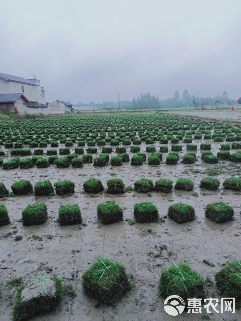 大量精品草坪出售中！有需要的老板随时欢迎砸单